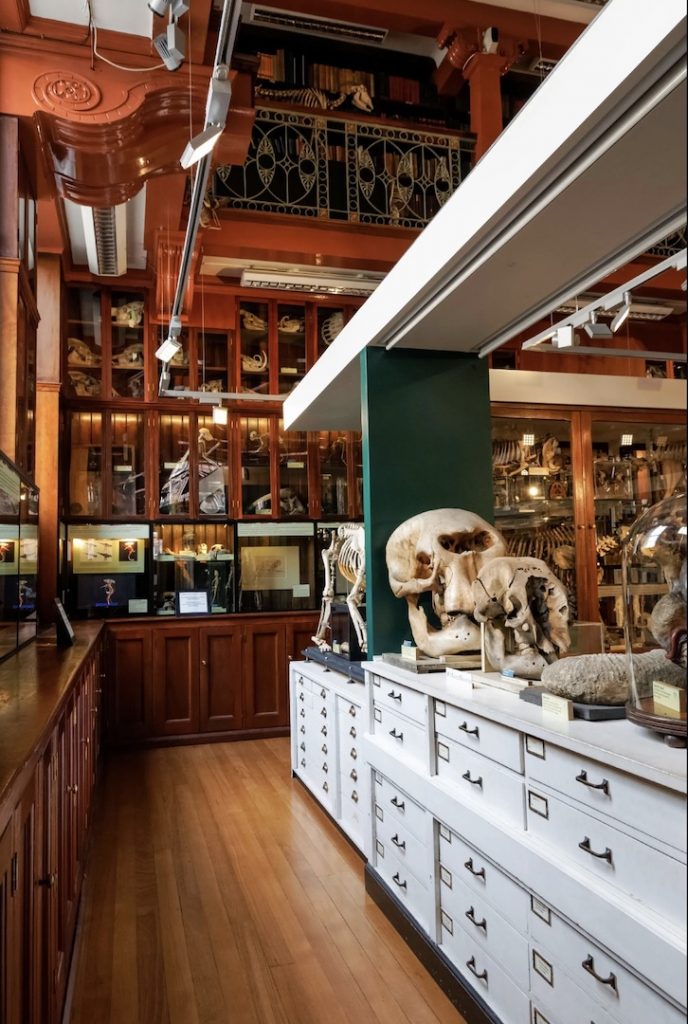 grant-museum-of-zoology-bloomsbury